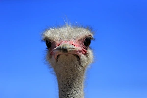 Southern Ostrich -Struthio camelus australis-, adult male, portrait, Little Karoo Southern Ostrich -Struthio camelus australis-, adult male, portrait, Little Karoo