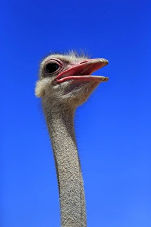 Southern Ostrich -Struthio camelus australis-, adult male, portrait, Little Karoo Southern Ostrich -Struthio camelus australis-, adult male, portrait, Little Karoo