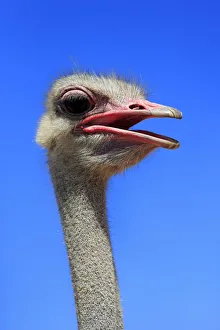 Southern Ostrich -Struthio camelus australis-, adult male, portrait, Little Karoo Southern Ostrich -Struthio camelus australis-, adult male, portrait, Little Karoo