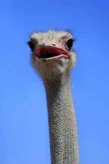 Southern Ostrich -Struthio camelus australis-, adult male, portrait, Little Karoo Southern Ostrich -Struthio camelus australis-, adult male, portrait, Little Karoo