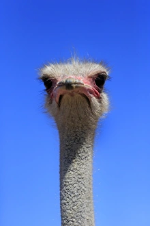 Southern Ostrich -Struthio camelus australis-, adult male, portrait, Little Karoo Southern Ostrich -Struthio camelus australis-, adult male, portrait, Little Karoo