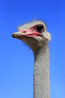 Southern Ostrich -Struthio camelus australis-, adult male, portrait, Little Karoo Southern Ostrich -Struthio camelus australis-, adult male, portrait, Little Karoo