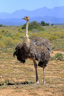 Southern Ostrich -Struthio camelus australis-, adult female, Little Karoo, Western Cape Southern Ostrich -Struthio camelus australis-, adult female, Little Karoo, Western Cape