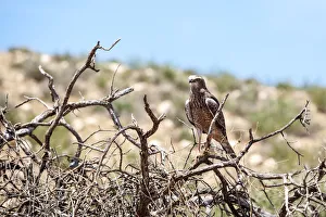 The (southern) pale chanting goshawk (Melierax canorus) is a bird of prey in the family The (southern) pale chanting goshawk (Melierax canorus) is a bird of prey in the family