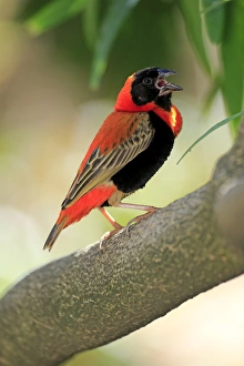 Southern Red Bishop -Euplectes orix-, adult perched on tree, singing, Western Cape Southern Red Bishop -Euplectes orix-, adult perched on tree, singing, Western Cape
