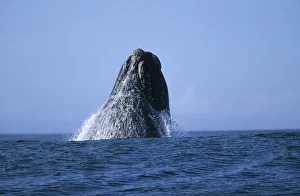 Southern Right Whale (Eubaleana Australis) Breaching the Ocean Surface Southern Right Whale (Eubaleana Australis) Breaching the Ocean Surface