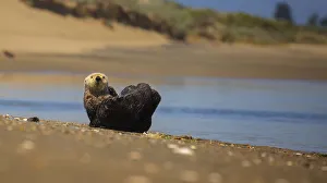 <b class=qtipBold><figcaption>Southern Sea Otter</figcaption></b><br>A southern sea otter grooms itself on the beach in Moss Landing, California.<br><em>© 2016 Chase Dekker Wild-Life Images</em> Southern Sea Otter