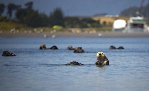 <b class=qtipBold><figcaption>Southern Sea Otter</figcaption></b><br>Southern sea otters float together as a raft in the waters of Moss Landing, California.<br><em>© 2016 Chase Dekker Wild-Life Images</em> Southern Sea Otter