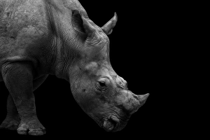 Southern White Rhinoceros Portrait Monochrome Southern White Rhinoceros Portrait Monochrome