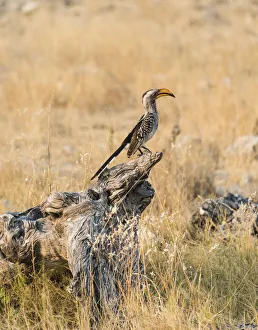 Southern Yellow-billed Hornbill -Tockus leucomelas- perched on an old tree stump Southern Yellow-billed Hornbill -Tockus leucomelas- perched on an old tree stump