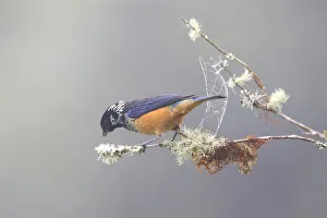 Spangle-cheeked Tanager Spangle-cheeked Tanager