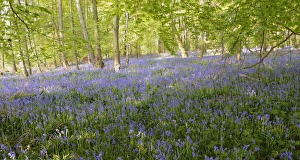 Spanish Bluebells -Hyacinthoides hispanica- in a deciduous forest Spanish Bluebells -Hyacinthoides hispanica- in a deciduous forest