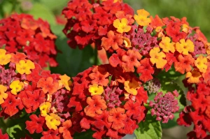 Spanish Flag or West Indian Lantana -Lantana camara-, flower clusters or umbels Spanish Flag or West Indian Lantana -Lantana camara-, flower clusters or umbels