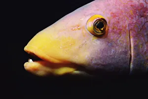 Spanish hogfish (Bodianus rufus), close-up Spanish hogfish (Bodianus rufus), close-up