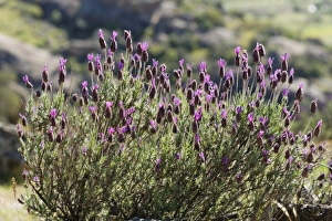 Spanish Lavender or Topped Lavender -Lavandula stoechas-, Lake Bafa, Mugla Province Spanish Lavender or Topped Lavender -Lavandula stoechas-, Lake Bafa, Mugla Province