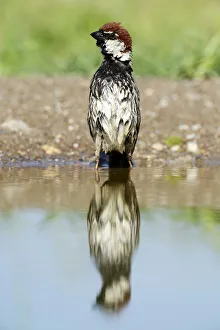 Spanish Sparrow or Willow Sparrow -Passer hispaniolensis- with its reflection in the Spanish Sparrow or Willow Sparrow -Passer hispaniolensis- with its reflection in the