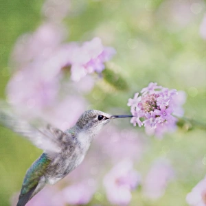 <b class=qtipBold><figcaption>Sparkling Beauty Anna's Hummingbird</figcaption></b><br>A closeup of an Anna's Hummingbird enjoying the nectar found in these pretty pink flowers..set upon a bokeh and linen textured background.<br><em>© 2009-2010 Susan Gary</em> Sparkling Beauty Anna's Hummingbird