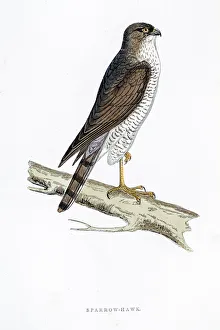 Sparrow Hawk bird 19 century illustration Sparrow Hawk bird 19 century illustration