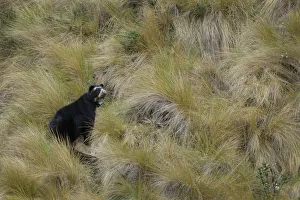 Spectacled Bear (Tremarctos ornatus) female Spectacled Bear (Tremarctos ornatus) female