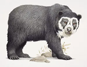 Spectacled Bear, Tremarctos ornatus, side view Spectacled Bear, Tremarctos ornatus, side view