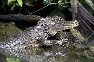 Spectacled caiman or white caiman -Caiman crocodilus-, Tortuguero Spectacled caiman or white caiman -Caiman crocodilus-, Tortuguero
