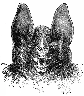 Phyllostomidae Gallery: 