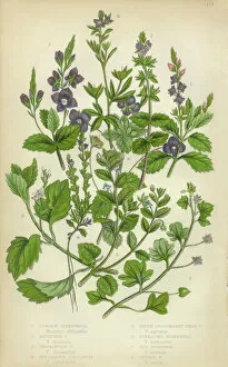 Blossoming Gallery: Speedwell, Thyme, Veronica, Victorian Botanical Illustration