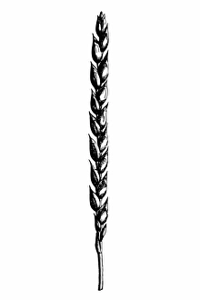 Images Dated 6th March 2016: Spelt (Triticum spelta muticum)
