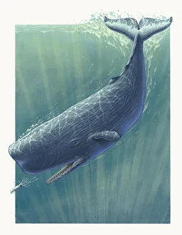 A Sperm whale (Physeter macrocephalus) underwater in pursuit of a krill A Sperm whale (Physeter macrocephalus) underwater in pursuit of a krill