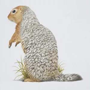 Spermophilus parryi, Arctic Ground Squirrel, side view Spermophilus parryi, Arctic Ground Squirrel, side view
