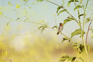 <b class=qtipBold><figcaption>Spice Finch Perched in Wild Mustard</figcaption></b><br>Nutmeg Mannikin perched in wild mustard flowers at Bolsa Chica Ecological Reserve<br><em>© 2013 Susan Gary</em> Spice Finch Perched in Wild Mustard