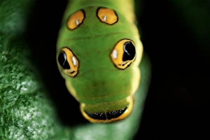 Spicebush swallowtail caterpillar (Papilio troilus) USA, head-shot Spicebush swallowtail caterpillar (Papilio troilus) USA, head-shot