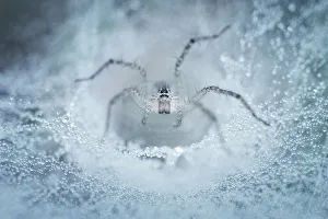 <b class=qtipBold><figcaption>spider</figcaption></b><br>Insects On Earth, 186889507<br><em>© Donald Jusa</em> spider