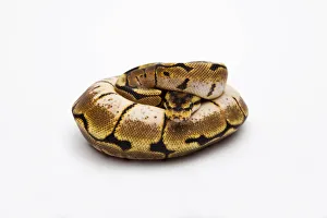 Spider Ball Python or Royal Python -Python regius-, female Spider Ball Python or Royal Python -Python regius-, female