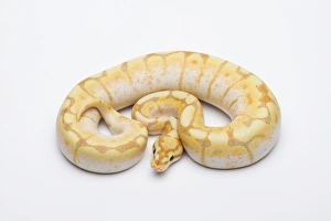 Spider CG Ball Python or Royal Python -Python regius-, male Spider CG Ball Python or Royal Python -Python regius-, male