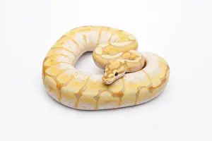 Ball Python Prints: Spider CG Ball Python or Royal Python -Python regius-, male