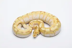 Prints of Spider CG Ball Python or Royal Python -Python regius-, male Ball Python Prints: Male Spider CG Ball Python Print