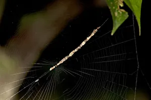 Spider, Cycosa species almost invisible in a diagonal web hanging made from prey remains Spider, Cycosa species almost invisible in a diagonal web hanging made from prey remains