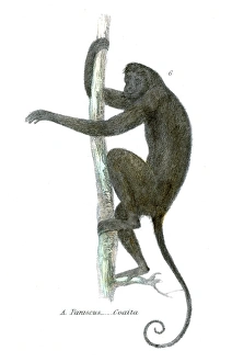 <b class=qtipBold><figcaption>Spider monkey illustration 1803</figcaption></b><br>The Museum of Natural History - the Animal Kingdom (Mammalia) Published by William Mackenzie, 1803 - London<br><em>© Roberto A Sanchez</em> Spider monkey illustration 1803