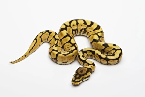 Spider Phantom Yellow Belly Ball Python or Royal Python -Python regius-, male Spider Phantom Yellow Belly Ball Python or Royal Python -Python regius-, male