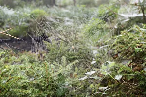 Spider web with European Garden Spider -Araneus diadematus- between young spruces, Allgau Spider web with European Garden Spider -Araneus diadematus- between young spruces, Allgau