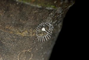 Spiderweb, 2013 discovered, less than 3 centimeters, tower-shaped and surrounded by a fence with a single egg inside Spiderweb, 2013 discovered, less than 3 centimeters, tower-shaped and surrounded by a fence with a single egg inside