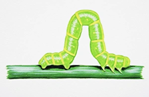 Spinach Moth (Eulithis mellinata), larva on green stem Spinach Moth (Eulithis mellinata), larva on green stem