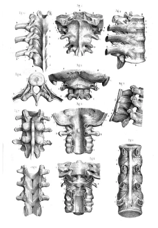 Spine and Ligaments anatomy illustration 1866 Spine and Ligaments anatomy illustration 1866