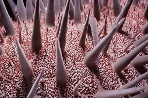 <b class=qtipBold><figcaption>Spines on Sea Star</figcaption></b><br>Jeff Rotman Underwater Photography, 6395-000286 Spines on Sea Star
