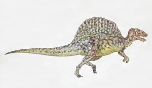 Prehistoric Animals Gallery: Spinosaurus, side view