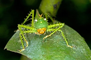 Spiny Devil Bush cricket -Panacanthus cuspidatus-, Tiputini rain forest Spiny Devil Bush cricket -Panacanthus cuspidatus-, Tiputini rain forest