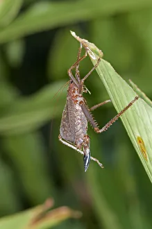 Spiny lobster Bush cricket -Panoploscelis specularis-, Katydid, female Spiny lobster Bush cricket -Panoploscelis specularis-, Katydid, female