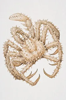 Spiny Spider Crab (malacostracans), view from above Spiny Spider Crab (malacostracans), view from above