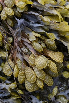 Collections/imagebroker collection erhard nerger photography/spiral wrack flat wrack fucus spiralis Collections/imagebroker collection erhard nerger photography/spiral wrack flat wrack fucus spiralis